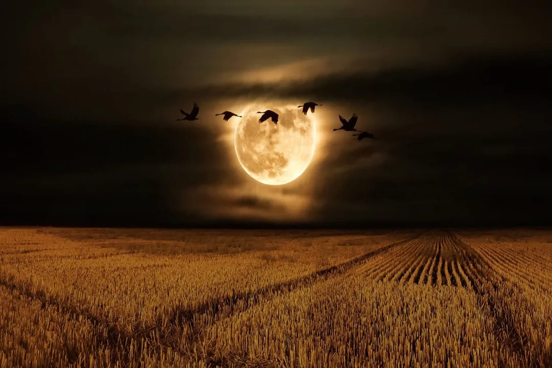 در آسمان امارات متحده عربی، شبی گاه‌نشدنی در پیش است